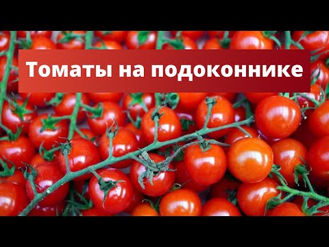 Видео: ОГОРОД НА ПОДОКОННИКЕ: помидорки черри | Посадка томатов дома