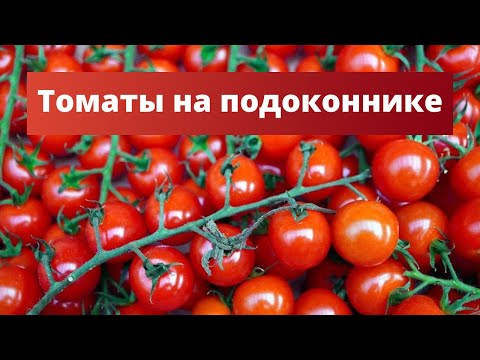 Видео: ОГОРОД НА ПОДОКОННИКЕ: помидорки черри | Посадка томатов дома