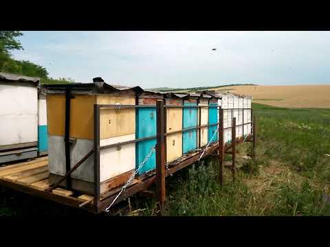 Видео: Обзор мобильных платформ для перевозки ульев