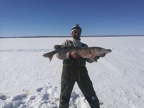 Видео: Щука монстр 11,5 кг.!!! Рыбалка на Зейском водохранилище в марте 2020