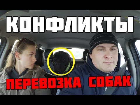 Видео: КОНФЛИКТЫ ПЕРЕВОЗКА ЖИВОТНЫХ УБЕРАСТКИ ПИЦЦЫ