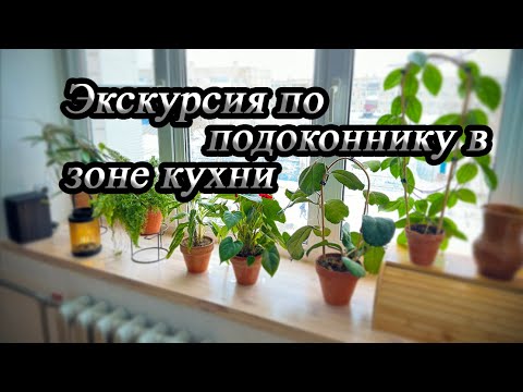 Видео: Экскурсия по подоконнику в зоне кухни.