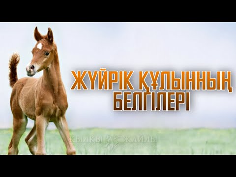 Видео: ЖҮЙРІК БОЛАТЫН ҚҰЛЫННЫҢ БЕЛГІЛЕРІ ҚАНДАЙ❓ - Жылқы Жайлы