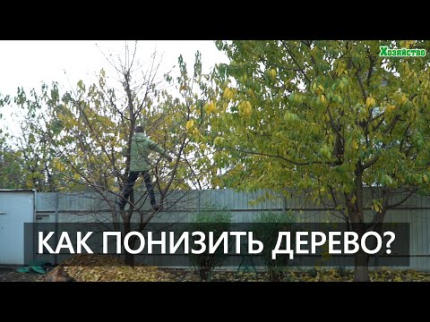 Видео: Как правильно понизить дерево? Практическое руководство для садоводов