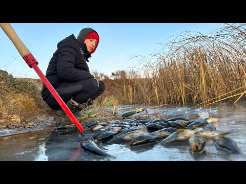 Видео: Успели на ПЕРВЫЙ ЛЕД 2023-24! САМИ ЛЕЗУТ ИЗ ЛУНКИ! Наловили кучу рыбы за пару минут.