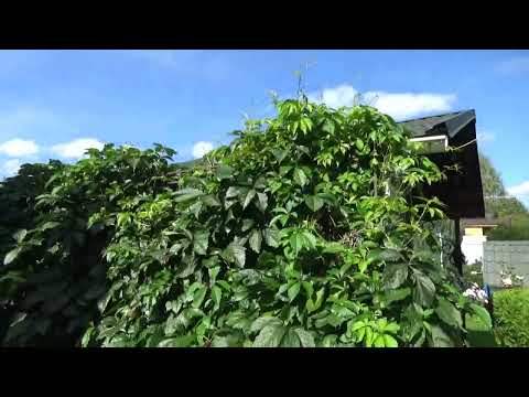 Видео: ВИНОГРАД ДЕВИЧИЙ Почему у нас в саду он НЕ АГРЕССОР? Как мы его укротили.