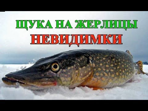 Видео: ЛОВЛЯ ЩУКИ НА ПОДЛЁДНЫЕ ЖЕРЛИЦЫ-НЕВИДИМКИ