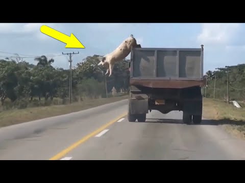 Видео: Домашние СВИНЬИ В ДЕЛЕ! Свинья против быка, медведя, кабана, собаки