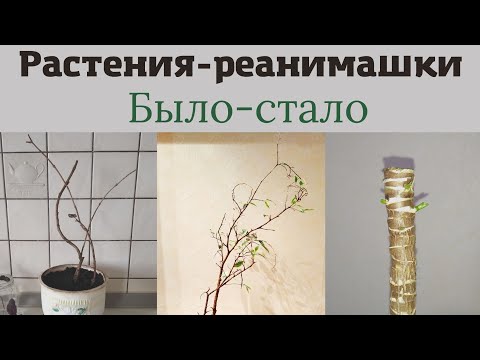 Видео: Вы просили - Я сделала! Растения реанимашки: было - стало!