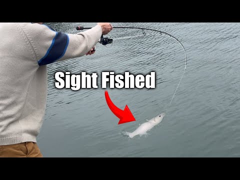 Видео: Ловля серой кефали на хлеб | Рыболовы Fal Anglers