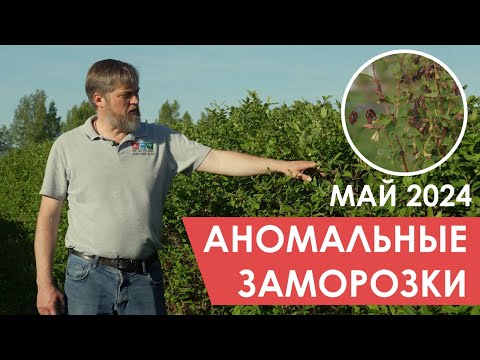 Видео: Майские заморозки в 2024: состояние ягодных кустарников в Ивановской области. Экоферма Шуйские ягоды