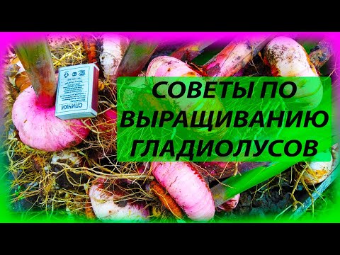 Видео: Как сушить луковицы гладиолусов. Как хранить луковицы гладиолусов. Как выращивать гладиолусы.