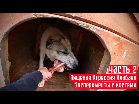 Видео: Часть 2: Пищевая Агрессия Алабаев || Эксперименты с костями и мясом