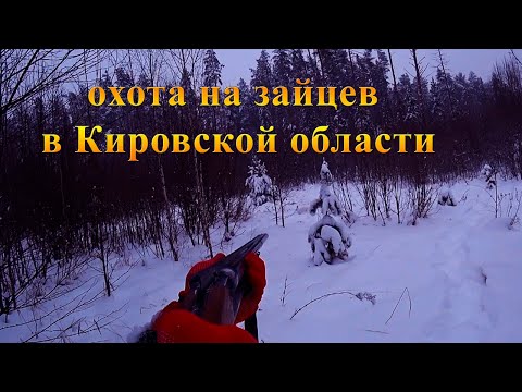 Видео: Хорошая охота на зайца с гончими в глухозимье. Кировская область.