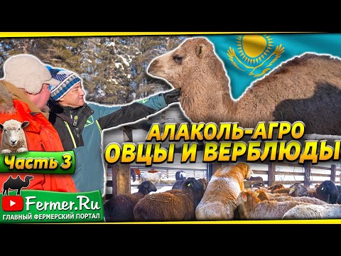 Видео: Выявляем овец в охоте для допокрытия. Эдильбай|аккарабас|дорпер. Верблюды на дойке. Бауржан Оспанов