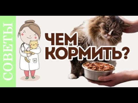 Видео: Чем кормить кастрированного кота?! Советы ветеринара.