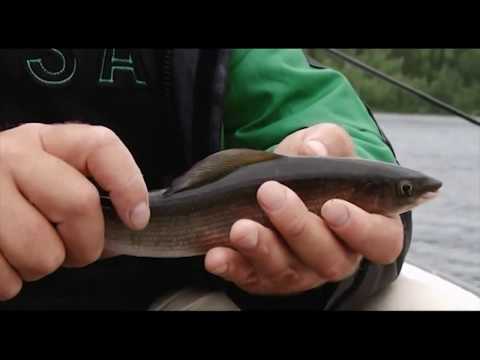 Видео: Рыбалка с Нормундом Грабовскисом  шведский микроджиг