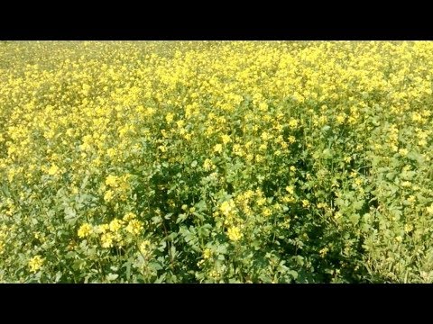 Видео: Перекапывать сидераты или нет - мы для себя давно нашли ответ