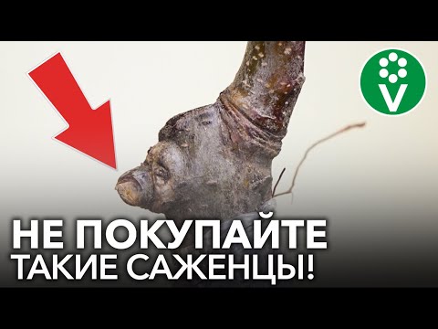 Видео: КАКИЕ САЖЕНЦЫ ЯБЛОНИ НИ В КОЕМ СЛУЧАЕ НЕЛЬЗЯ ПОКУПАТЬ? Особенности посадки саженцев яблони