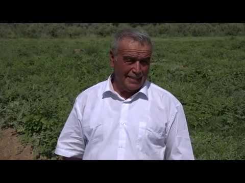 Видео: Тарбузи гайриодди - Фархор