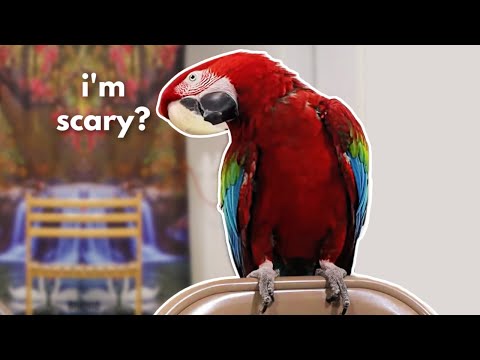 Видео: КАК ТРЕНИРОВАТЬ ЗЛОГО АРУ (ЧАСТЬ 2)