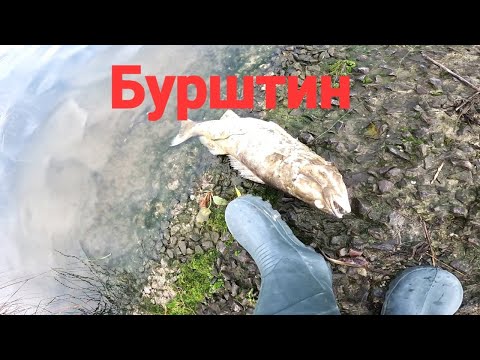 Видео: 300 грн БУРШТИН 27 11 2024