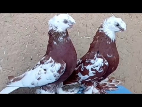 Видео: 2.Mart чорсу каптар бозори🔥