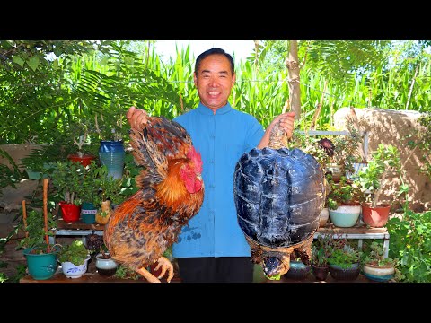 Видео: Гигантская черепаха, тушеная с петухом, с плотным мясом и богатая коллагеном! | Дядя сельский гурман