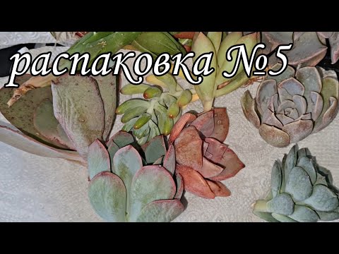 Видео: распаковка №5. посылка с суккулентами #succulent