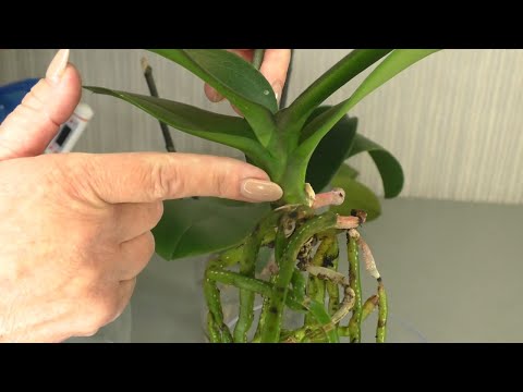 Видео: ОЖИВШАЯ ОРХИДЕЯ после реанимации. КРАСНЫЙ КЛЕЩ НА ОРХИДЕЕ. Финальная обработка.