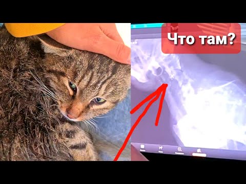 Видео: Что сказали в клинике про Кузю? Рентген, Стационар