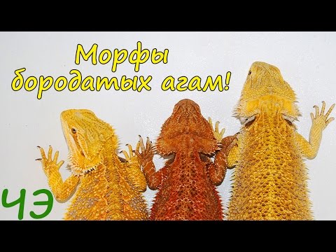 Видео: Морфы бородатых агам