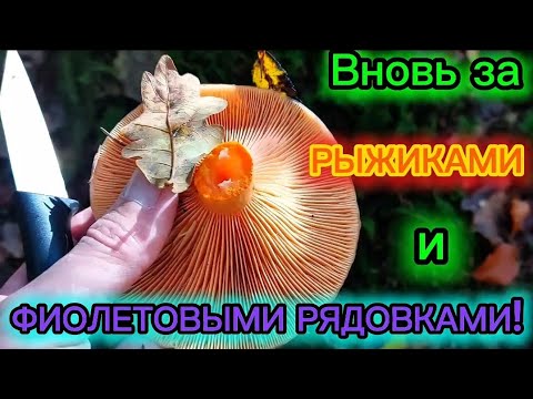 Видео: В ЛЕС ЗА РЫЖИКАМИ И ФИОЛЕТОВЫМИ РЯДОВКАМИ!