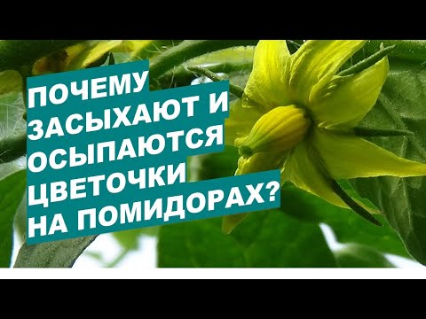 Видео: Почему на помидорах цветы засыхают и осыпаются?Why do flowers on tomatoes dry out and fall off?