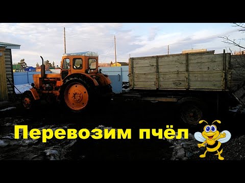 Видео: Трактор Т40 + прицеп 1ПТС2Н. Перевозка пчёл.