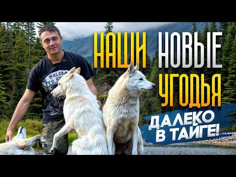 Видео: Открываем сезон охоты и изучаем наши новые охотничьи угодья !