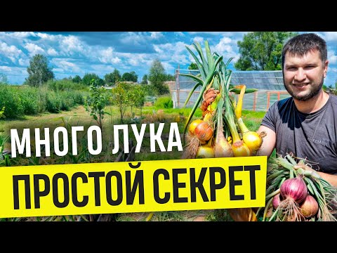 Видео: МНОГО ЛУКА - ЛЕГКО И ПРОСТО! Сделайте так, и соберёте огромный урожай лука!