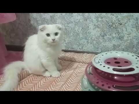 Видео: Мишель и ее любимая игрушка)