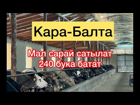 Видео: Кара-Балтадан мал сарай сатылат