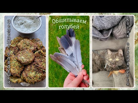 Видео: VLOG из 🇩🇪: Общипываем голубей. Зелёные оладушки. Котик обживается.