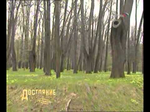 Видео: Петровско-Разумовское