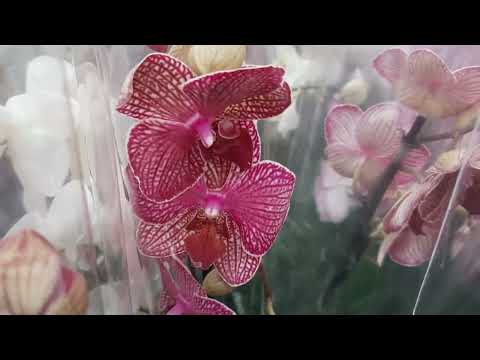 Видео: 17.04.2024г.  Новые орхидеи и не только в Планете Лета.