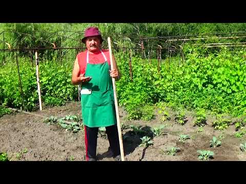 Видео: Морковь:  летний посев для зимнего хранения!