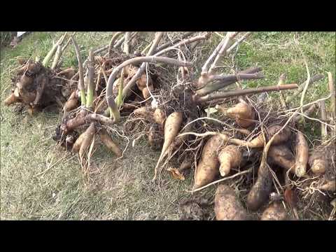 Видео: Сбор урожая ЯКОНА  (Smallanthus sonchifolius, yacon,Peruvian Ground Apple )