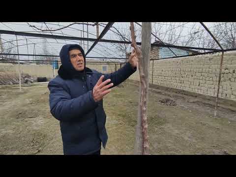 Видео: Кобер каламчалари сотилади.Батафсил тел:945313803.