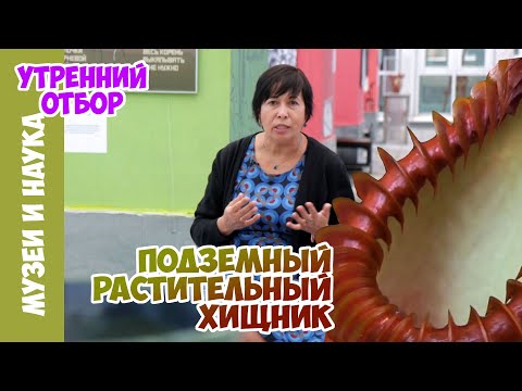 Видео: Открытие! Растение - подземный хищник