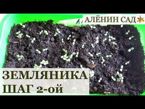 Видео: Земляника из семян. Всходы. Что делать дальше?