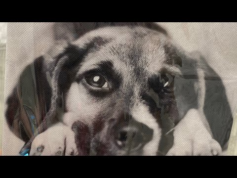 Видео: Покупки для собаки из эпицентра