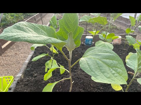 Видео: ВЫСАЖИВАЮ БАКЛАЖАНЫ и ухаживаю этим способом!