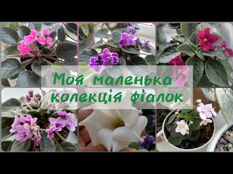 Видео: Огляд #ФІАЛОК. Моя маленька #колекція 🌺🌸Заквітла #ЕУСТОМА💮